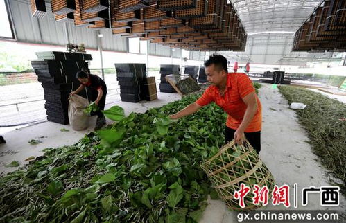 廣西融安縣種桑養(yǎng)蠶工廠(chǎng)化 結(jié)出脫貧致富繭，農(nóng)作物種子經(jīng)營(yíng)助農(nóng)增收