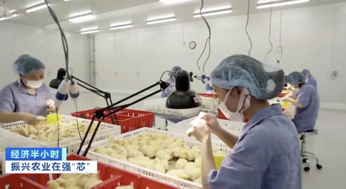 本土豬種瀕危 '二師兄'去哪兒了？農(nóng)作物種子經(jīng)營(yíng)的警示