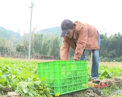 新春走基層 | 高要農(nóng)技員田間解民憂(yōu) 農(nóng)作物生病不用愁，種子經(jīng)營(yíng)保豐收