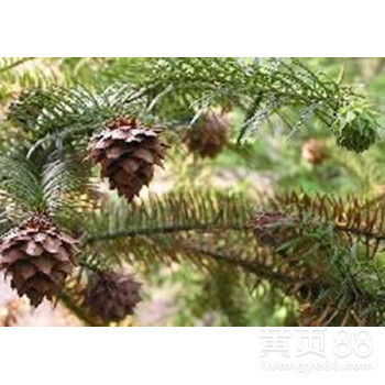 速生杉樹種子的市場(chǎng)價(jià)格與育苗技術(shù)詳解