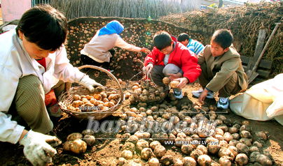 引導(dǎo)農(nóng)民從事多種經(jīng)營(yíng) 農(nóng)作物種子經(jīng)營(yíng)新路徑