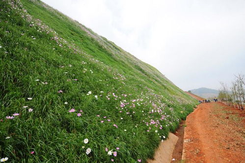 貴州道路倆旁綠化種草噴播機出售