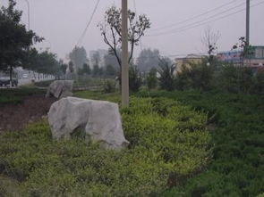 2009年濰坊市政園林市政園林設(shè)計(jì)麗景市政園林