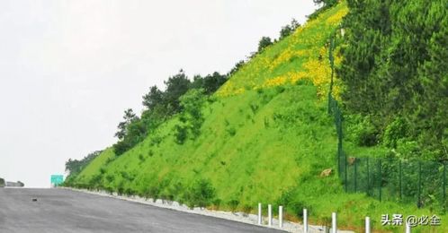 道路綠化中,城市干道植物應(yīng)該怎樣配置