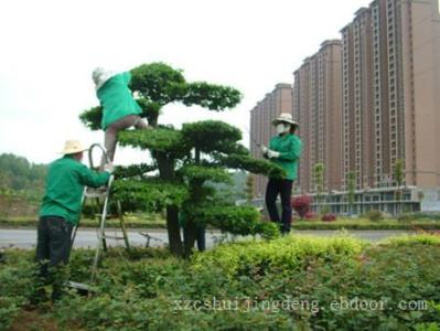 蘇州花木出租電話,別墅園藝設(shè)計(jì)價(jià)格