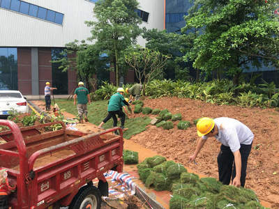提高園林綠化苗木種植成活率的關(guān)鍵措施與體育場地設(shè)施工程施工的協(xié)同考量
